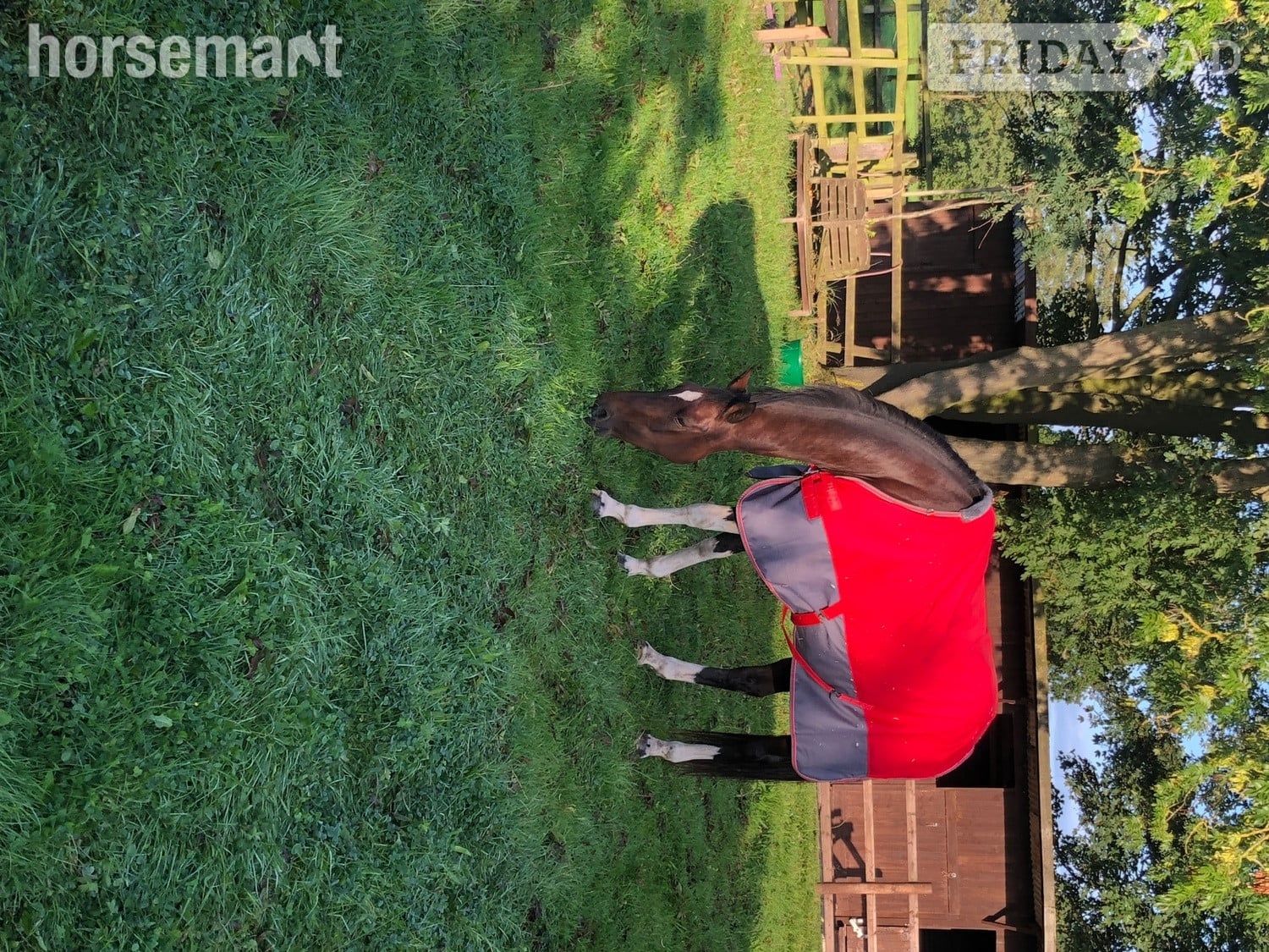 "Coco" Bay Mare Happy Hacker - Horses in Sandbach