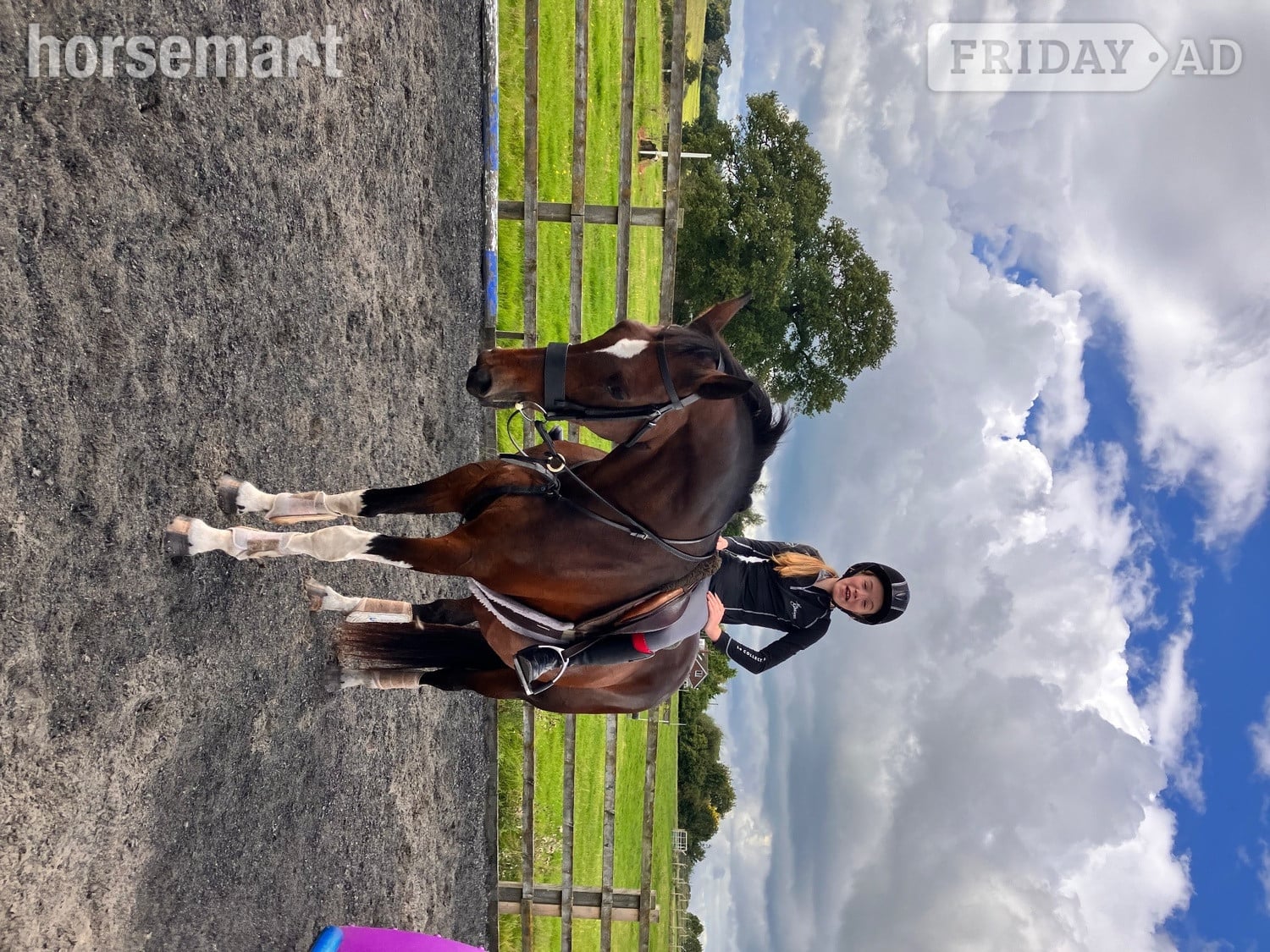 "Coco" Bay Mare Happy Hacker - Horses