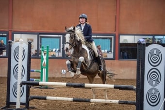 "Muirdrum Cruz " Buckskin Stallion Stallion