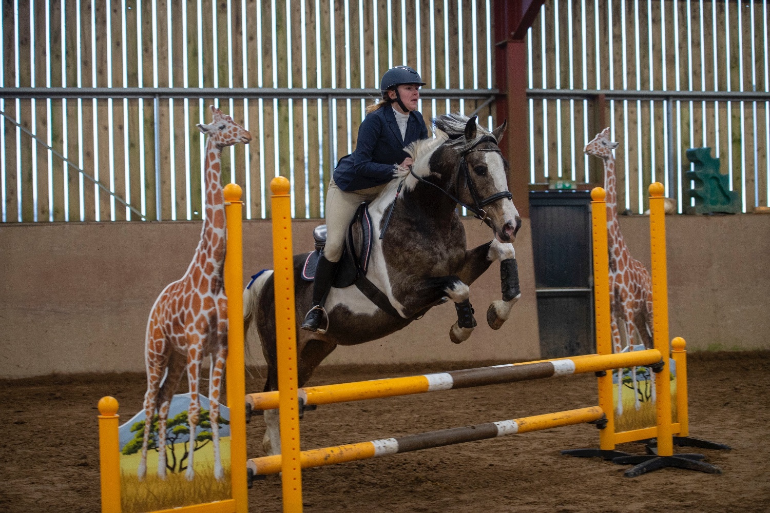 "Muirdrum Cruz " Buckskin Stallion Stallion