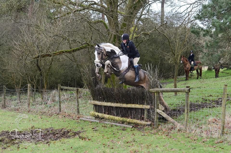 "Muirdrum Cruz " Buckskin Stallion Stallion - Horses in Ystrad Mynach