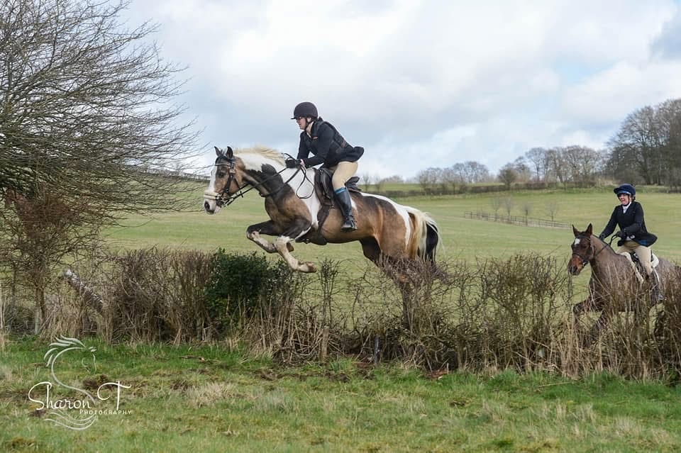 "Muirdrum Cruz " Buckskin Stallion Stallion - Horses