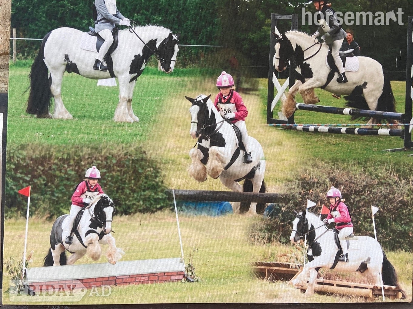"Coco" Piebald Gelding Pony Club Pony in Haverfordwest