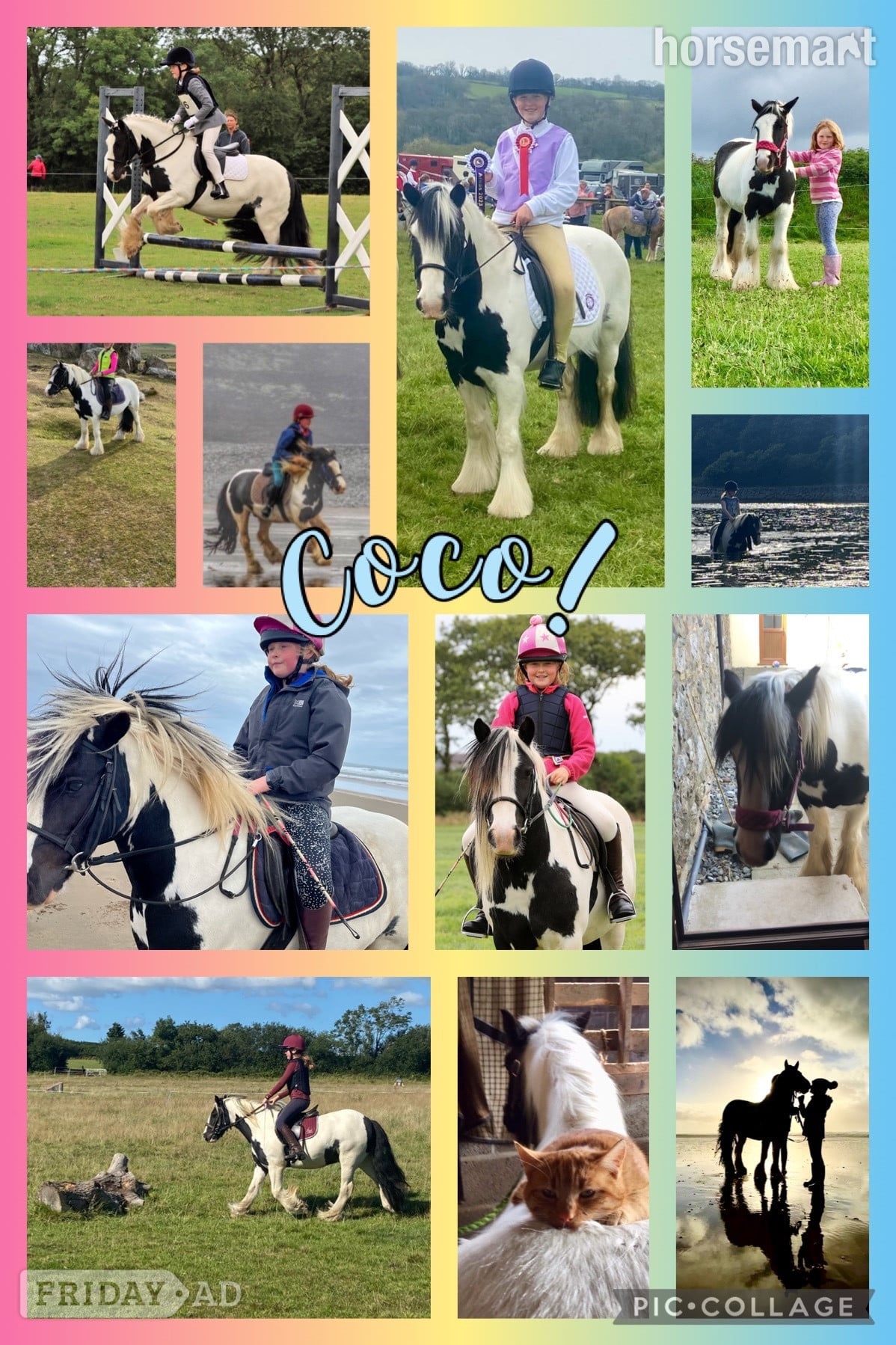 "Coco" Piebald Gelding Family Horse in Haverfordwest