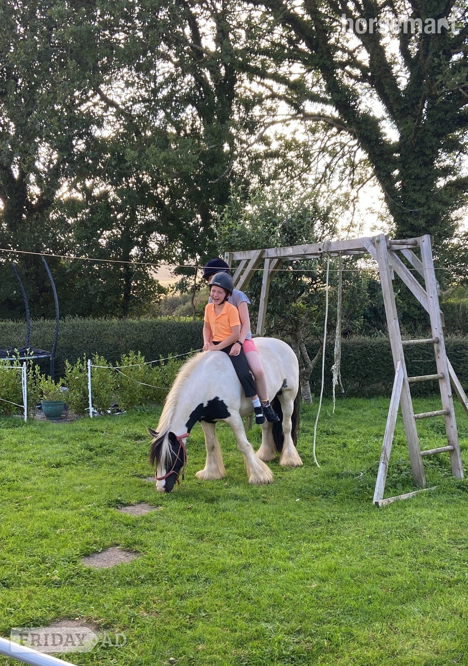 "Coco" Piebald Gelding Family Horse
