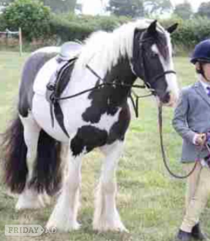 Haverfordwest "Coco" Piebald Gelding Family Horse