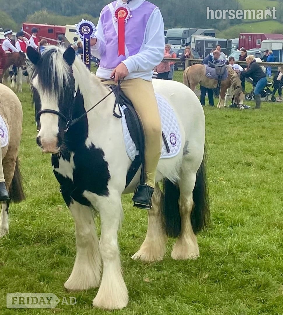 "Coco" Piebald Gelding Family Horse - Horses in Haverfordwest