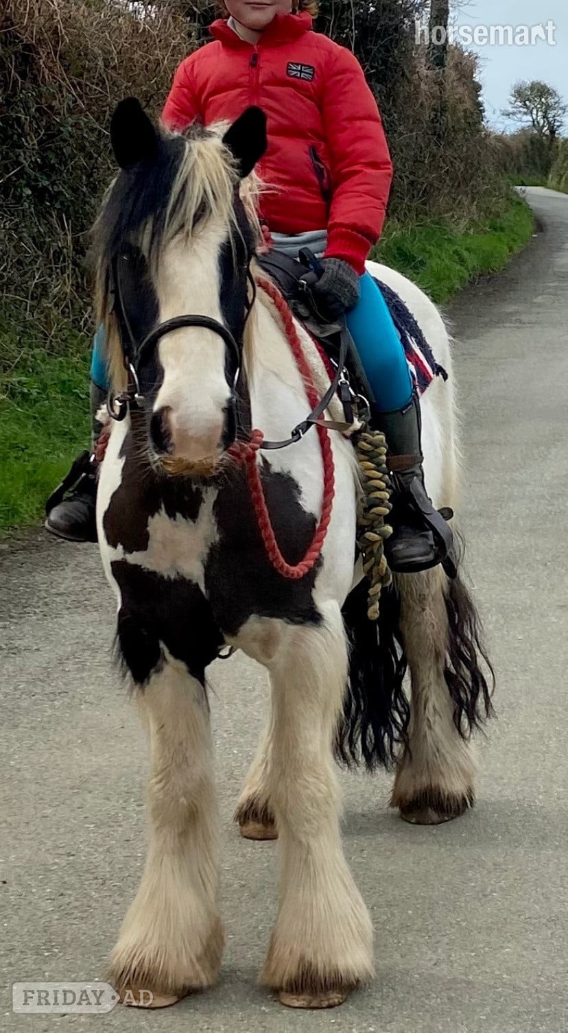 "Coco" Piebald Gelding Family Horse - Horses