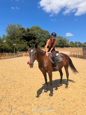 "Trixie" Black Mare All Rounder