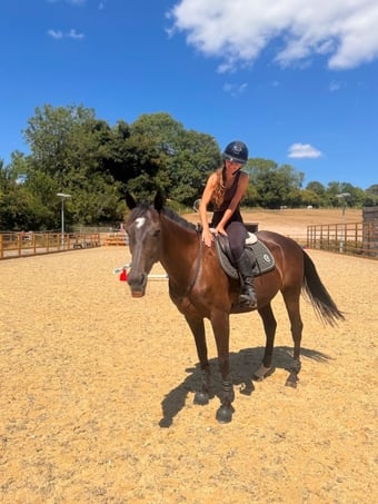 "Trixie" Black Mare All Rounder