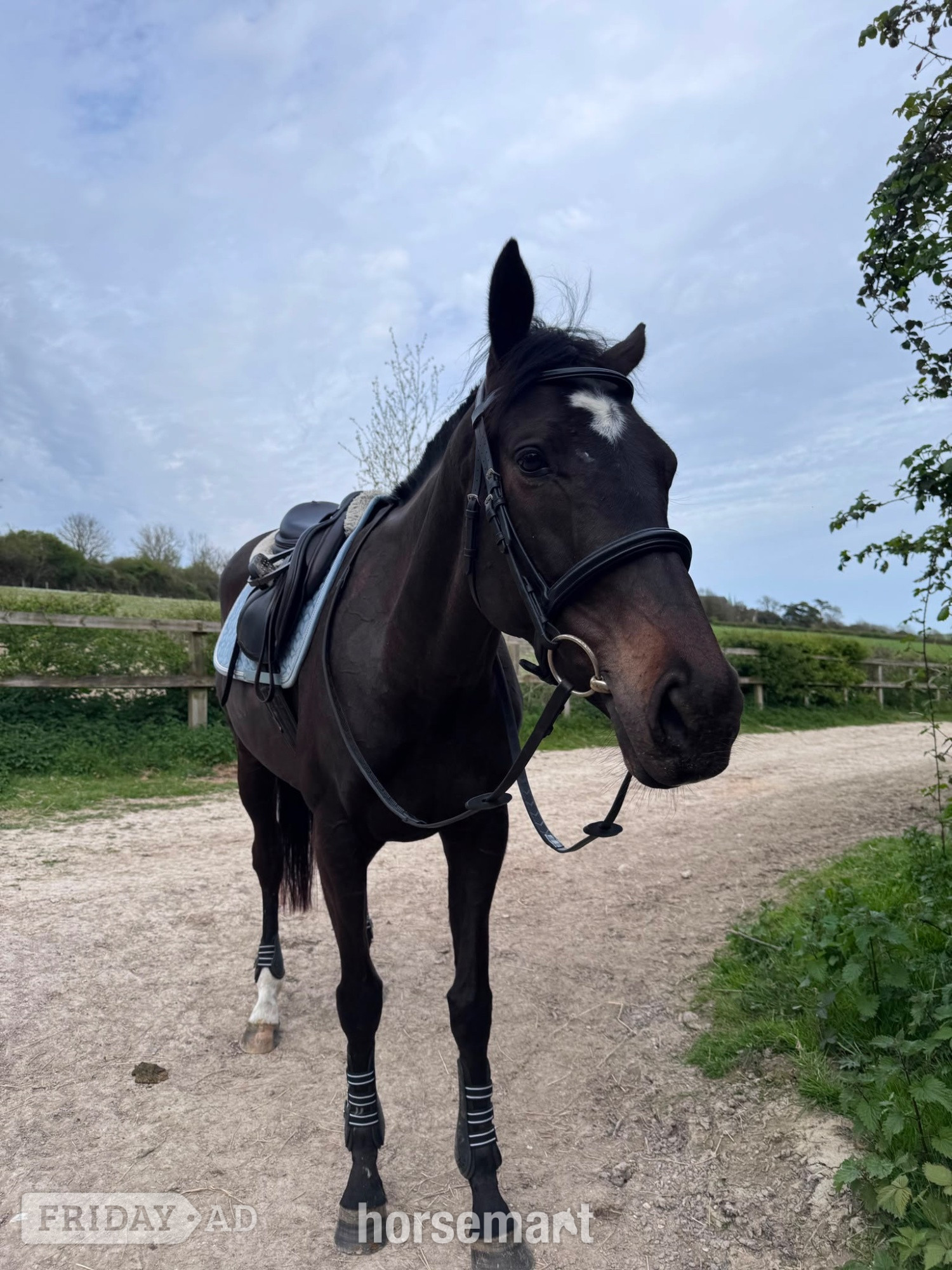 "Trixie" Black Mare All Rounder