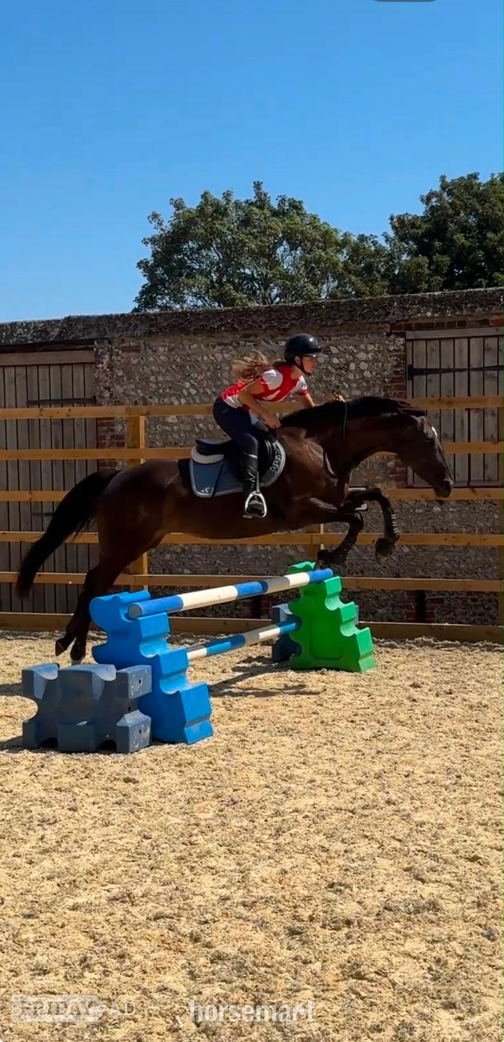 "Trixie" Black Mare All Rounder - Horses in Lancing
