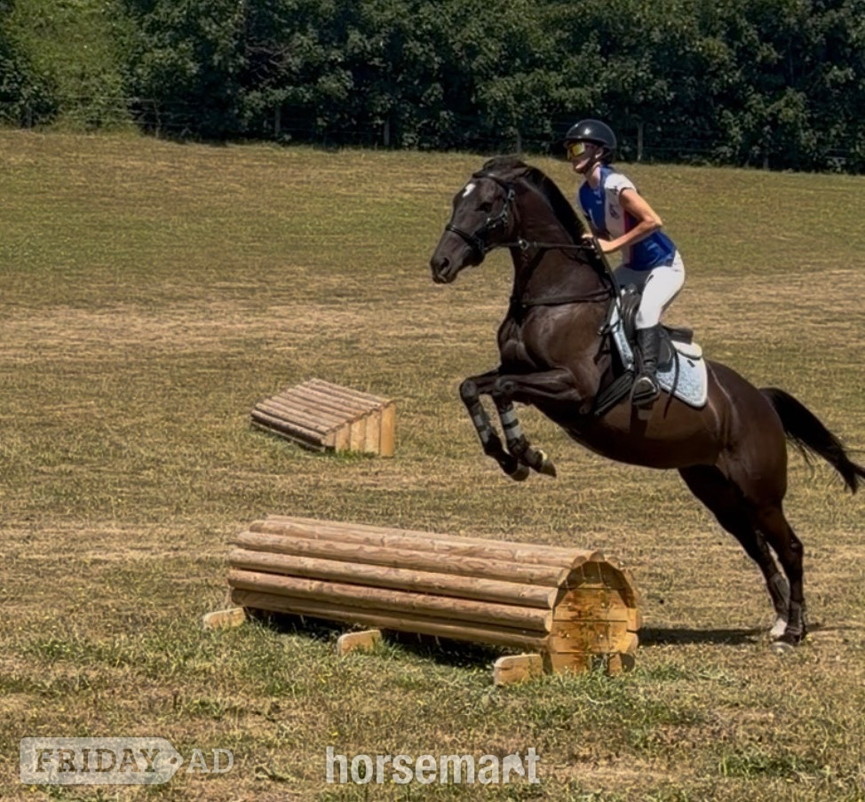 "Trixie" Black Mare All Rounder - Horses