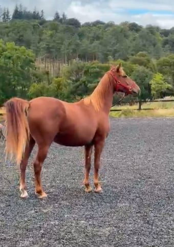 "Tina" Chestnut Filly Young Sport Horse