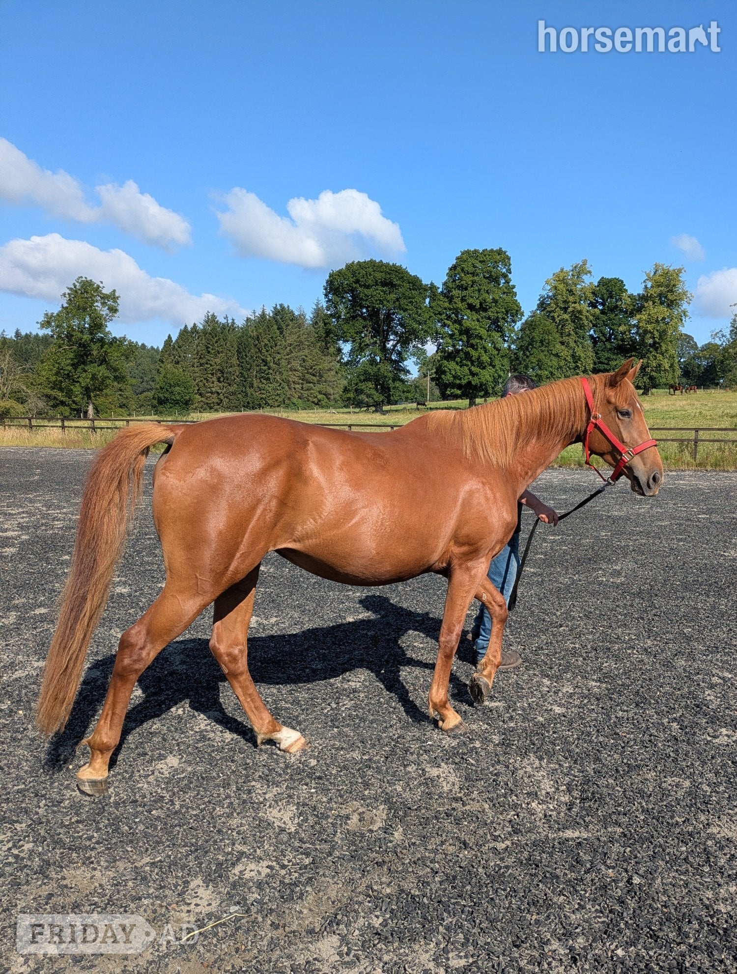 "Tina" Chestnut Filly Young Sport Horse in Stirling