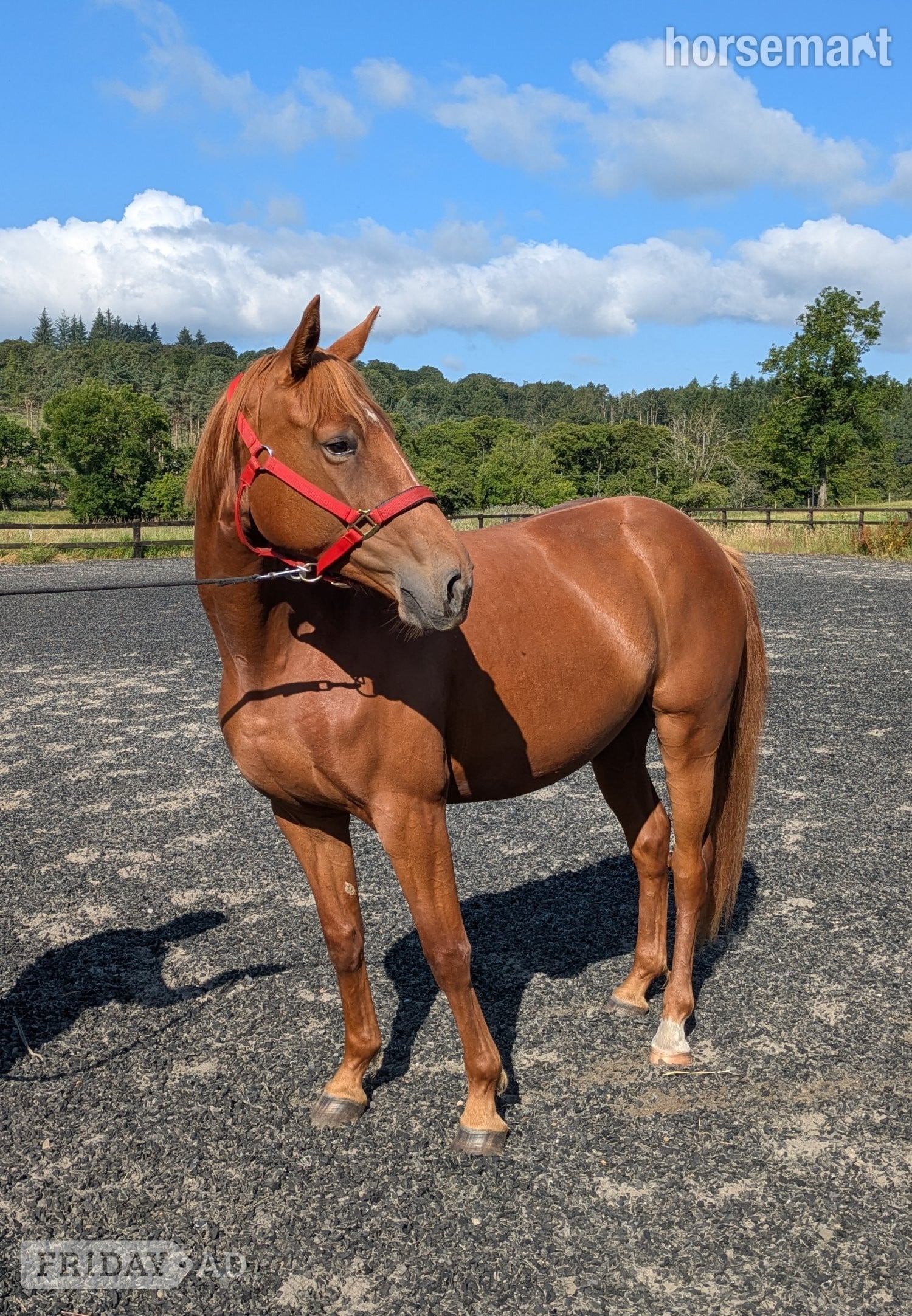 "Tina" Chestnut Filly Young Sport Horse