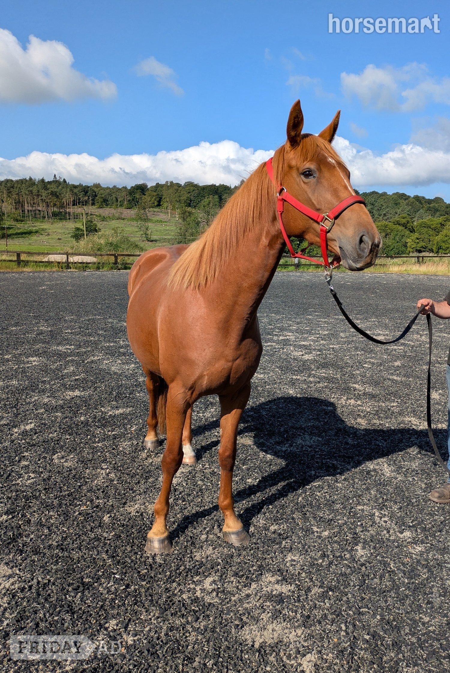 Stirling "Tina" Chestnut Filly Young Sport Horse