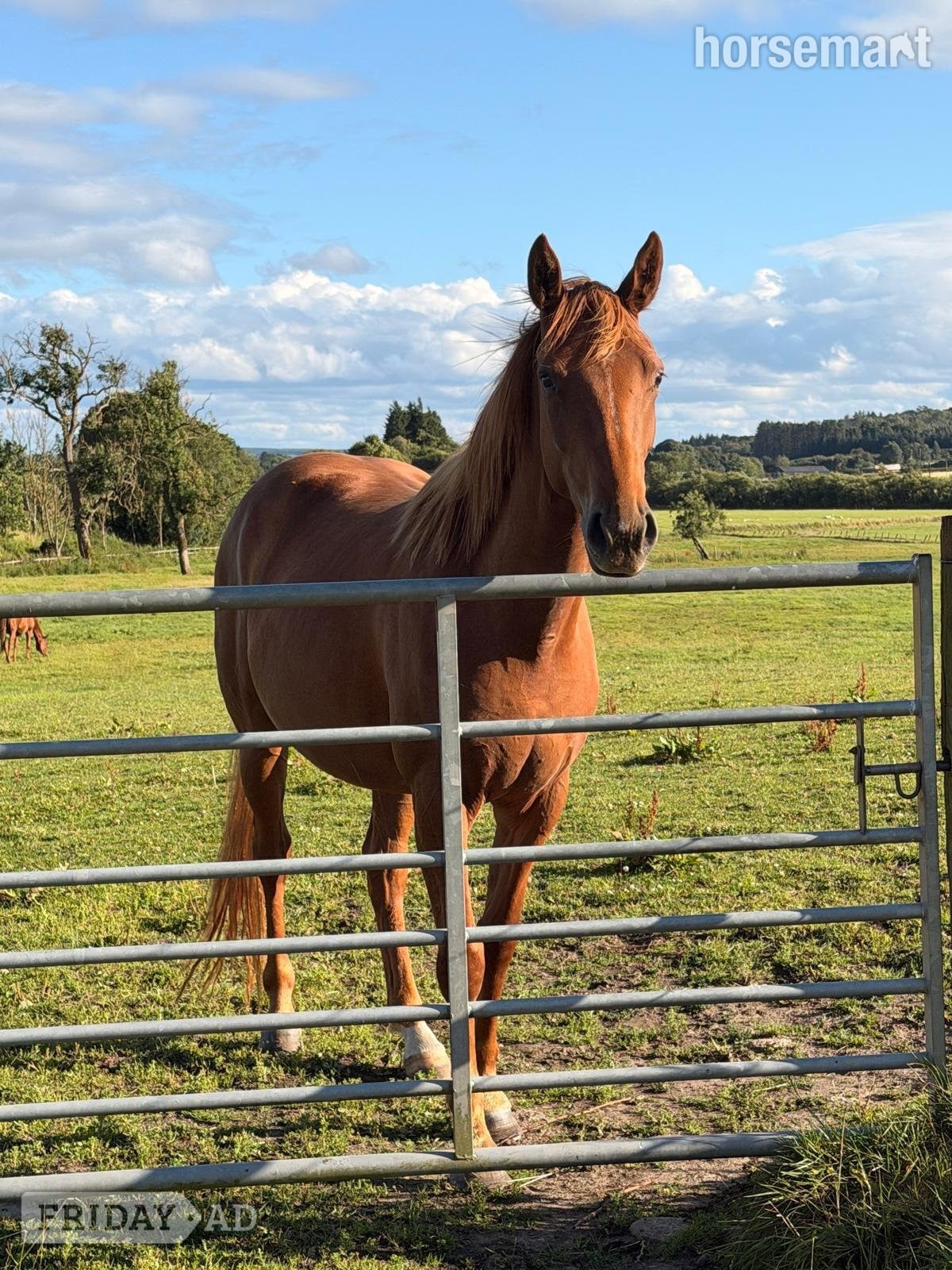 "Tina" Chestnut Filly Young Sport Horse - Horses in Stirling