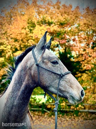 "Midnight Zeus" Grey Gelding Young Sport Horse