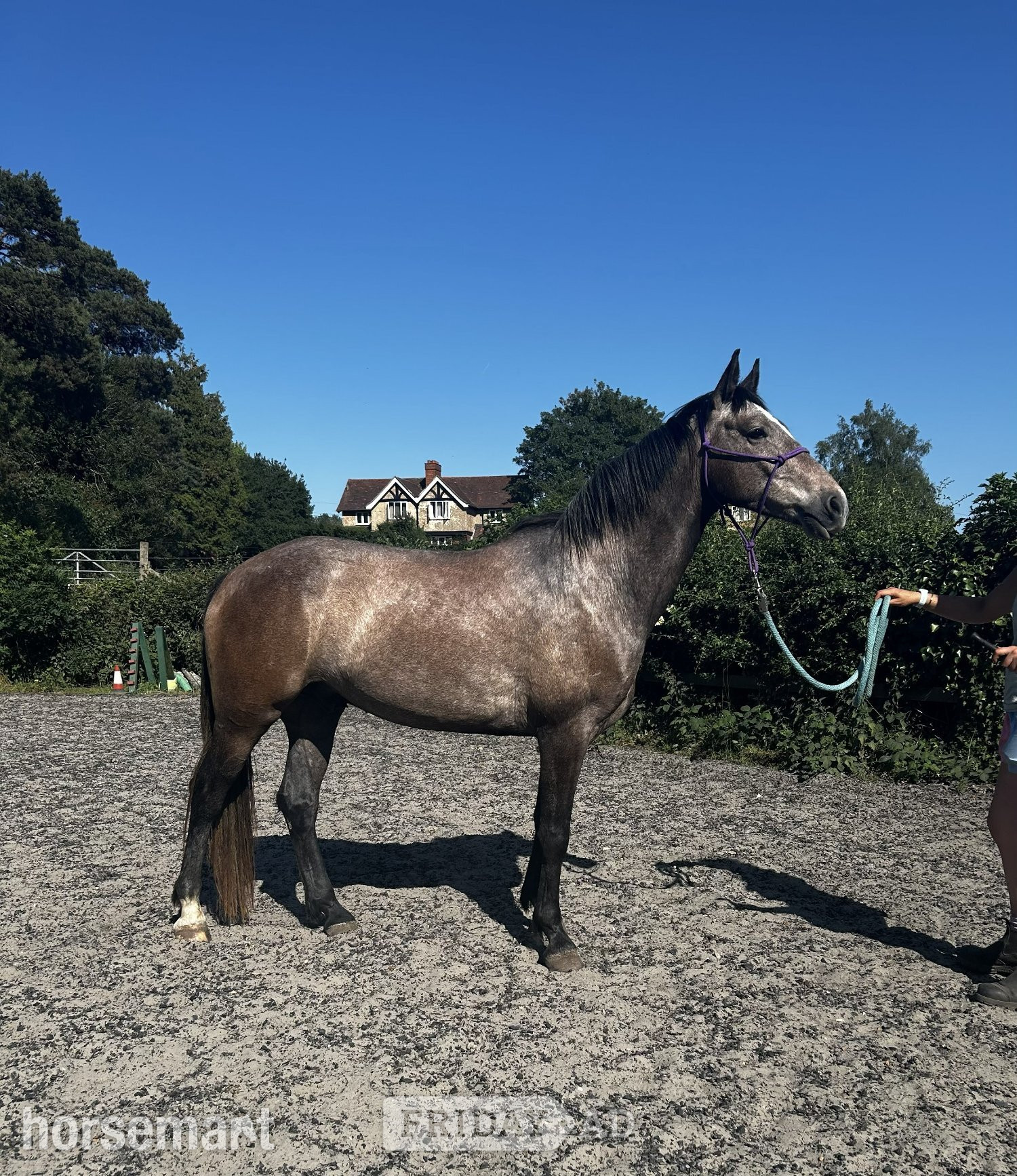"Midnight Zeus" Grey Gelding Young Sport Horse