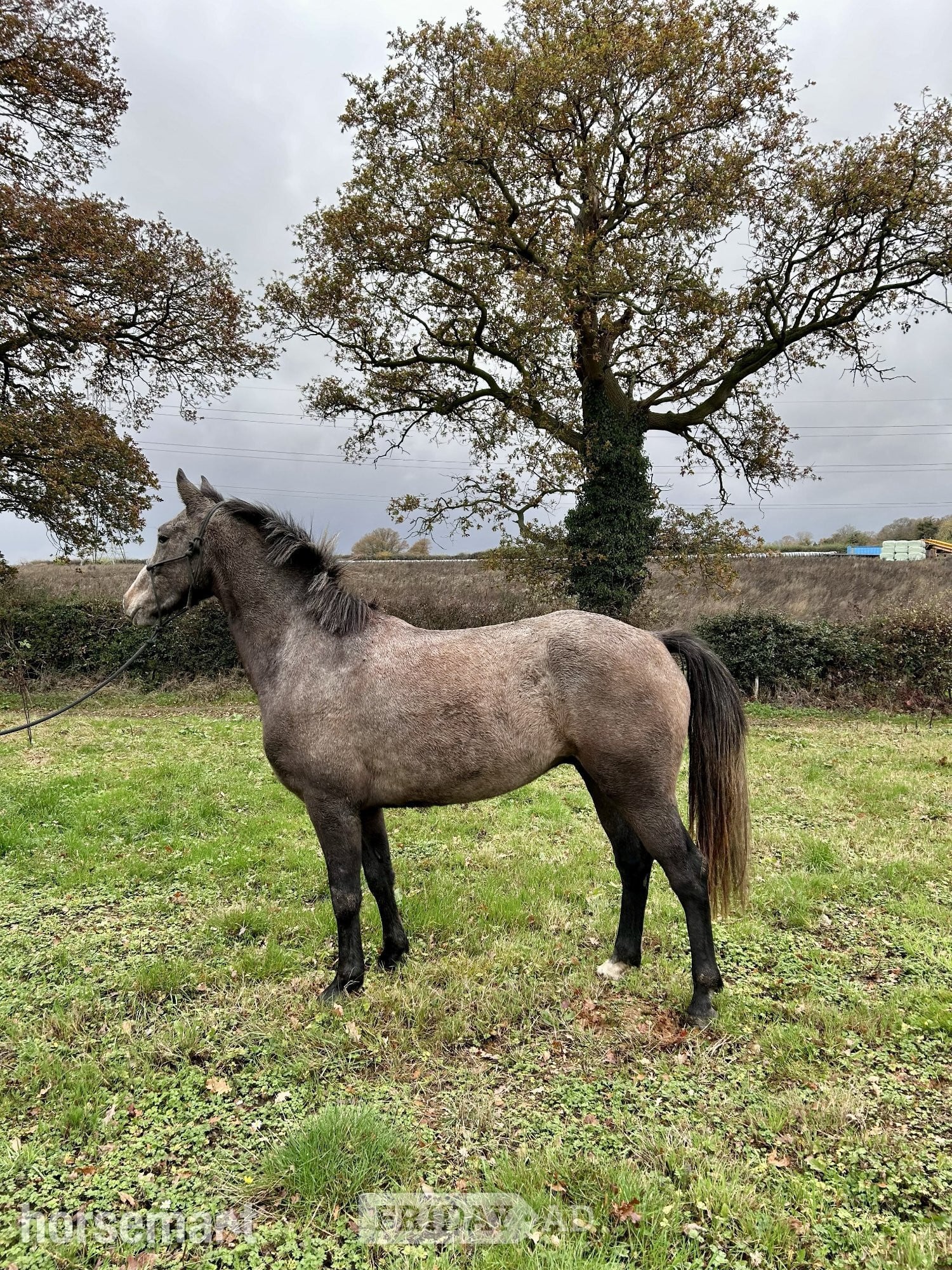 Watford "Midnight Zeus" Grey Gelding Young Sport Horse