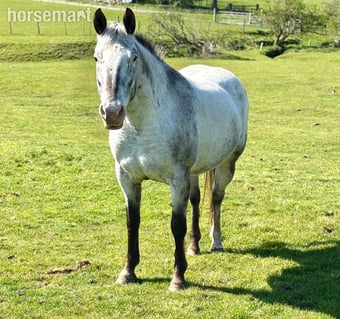 "HKF Lucille"  Mare Broodmare