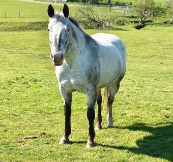 "HKF Lucille"  Mare Broodmare