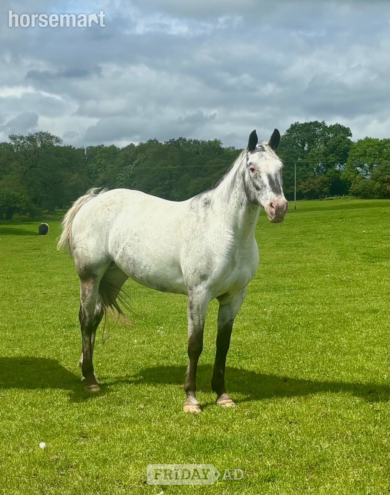 "HKF Lucille"  Mare Broodmare