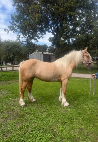 "Sandy " Palomino Mare Cob/Heavy Horse