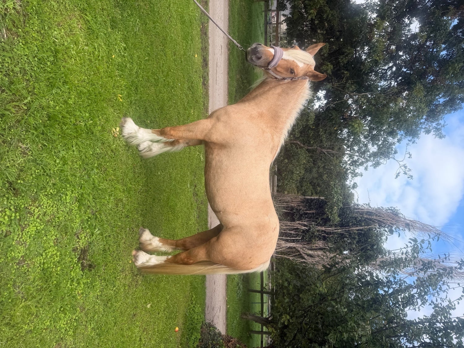 "Sandy " Palomino Mare Cob/Heavy Horse