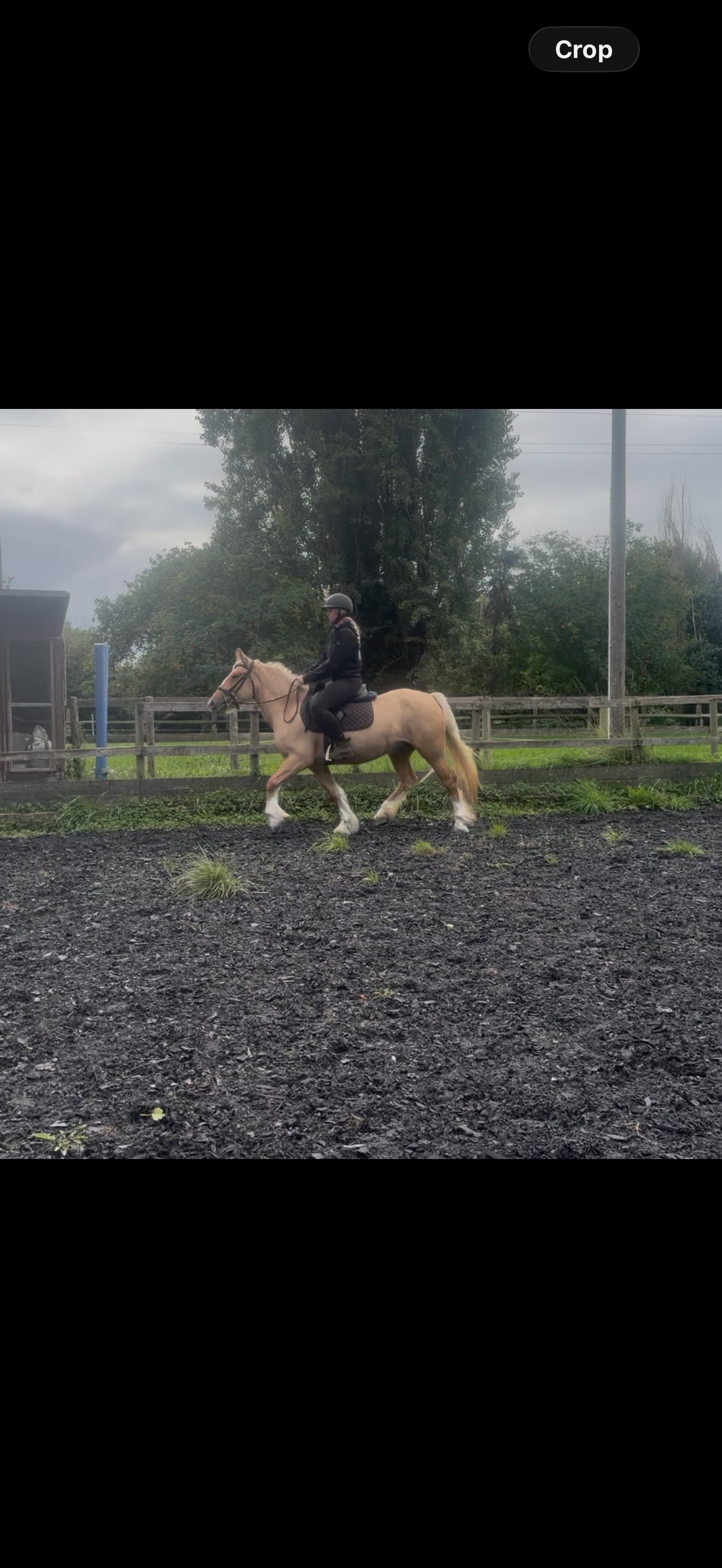 Chester "Sandy " Palomino Mare Cob/Heavy Horse