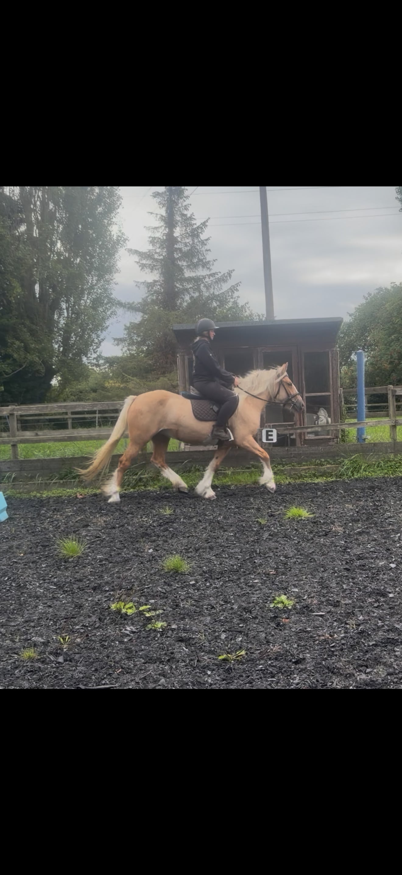 "Sandy " Palomino Mare Cob/Heavy Horse - Horses in Chester