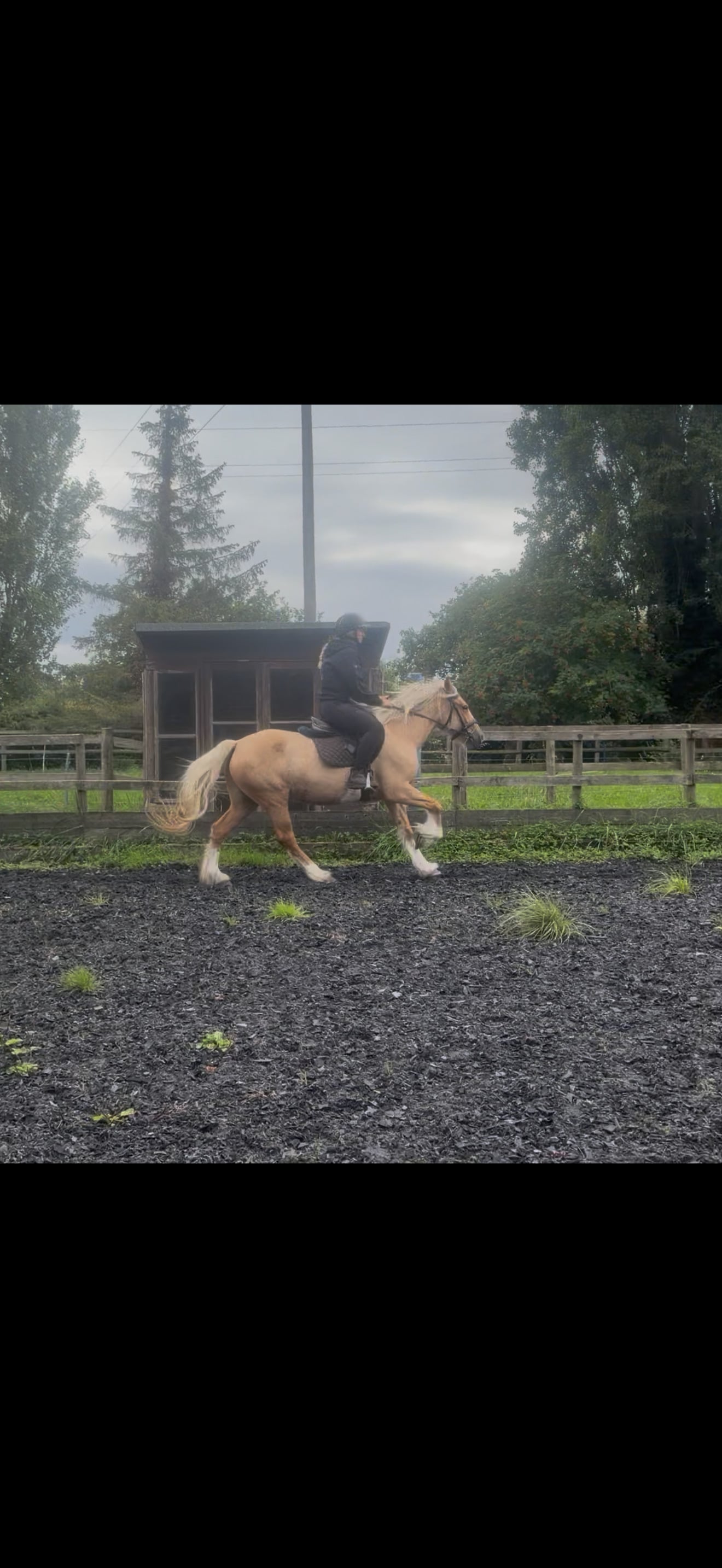 "Sandy " Palomino Mare Cob/Heavy Horse - Horses