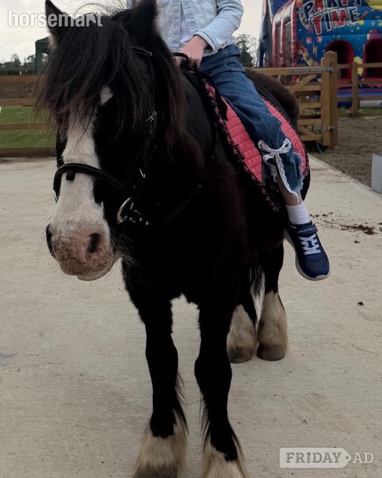 "Danny" Black Gelding Lead Rein/First Ridden Pony in Windsor