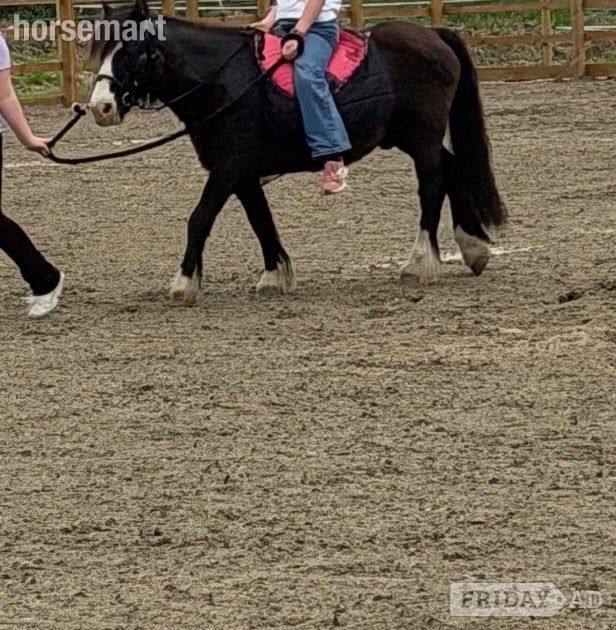 "Danny" Black Gelding Lead Rein/First Ridden Pony