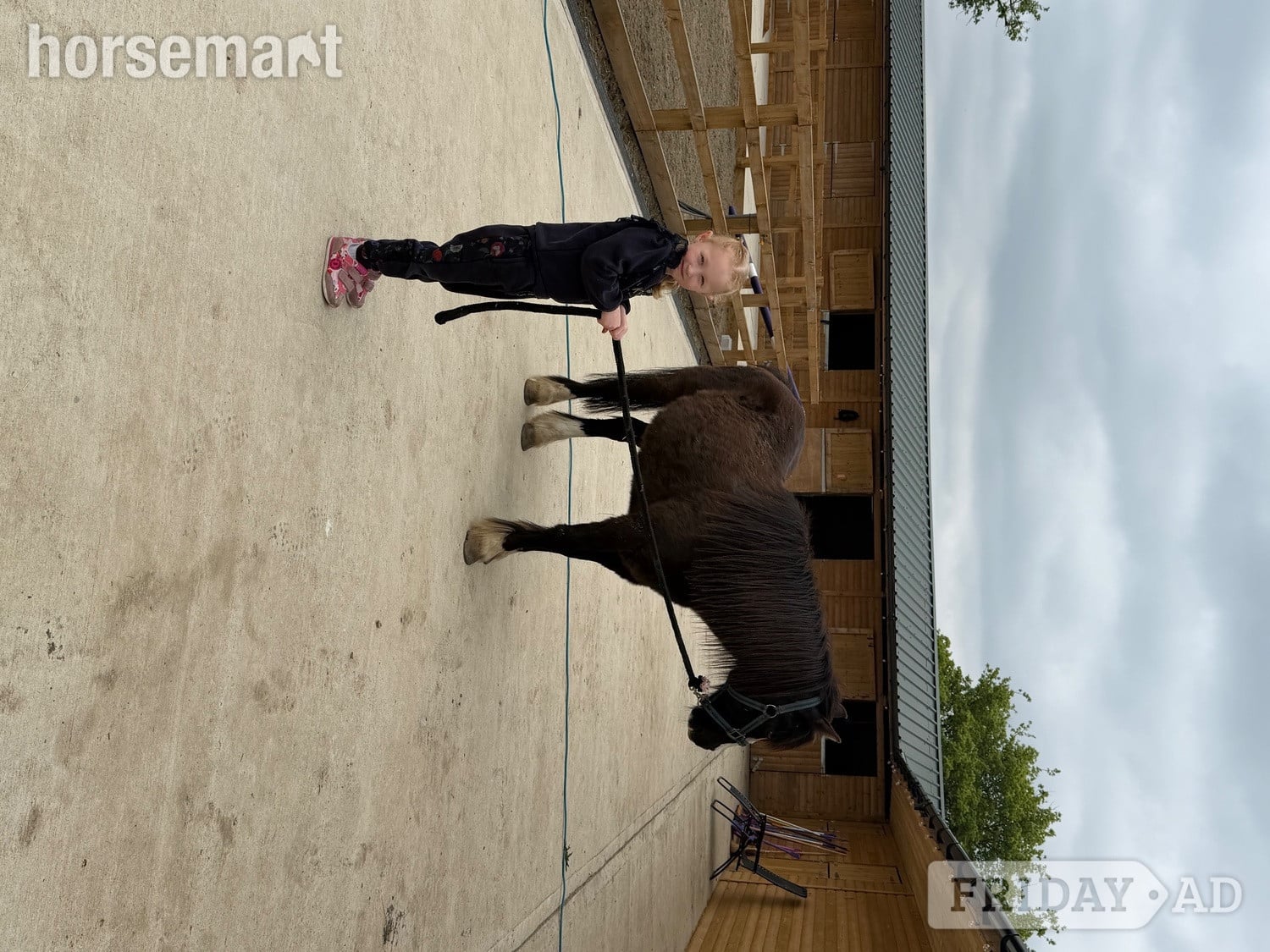 "Danny" Black Gelding Lead Rein/First Ridden Pony - Horses in Windsor