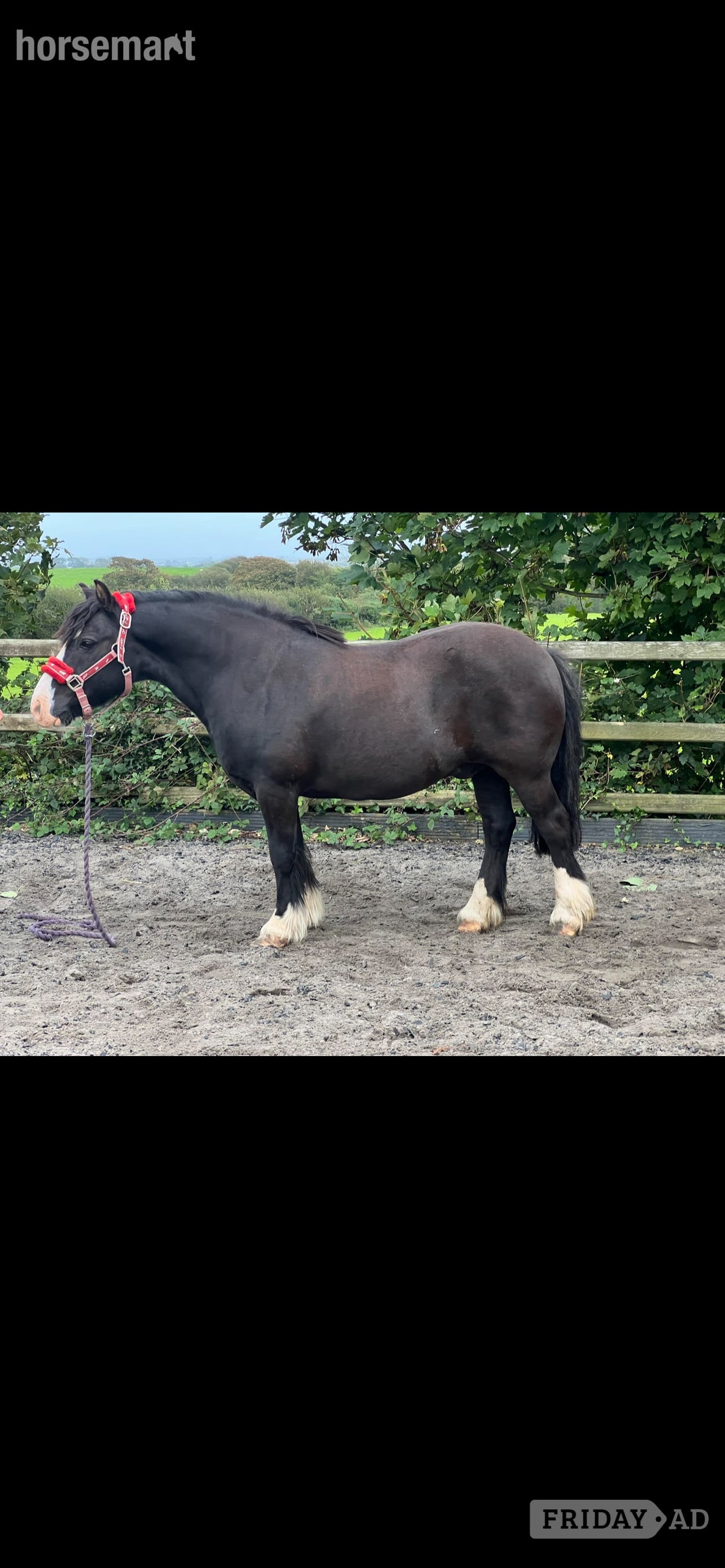 "Danny" Black Gelding Lead Rein/First Ridden Pony - Horses