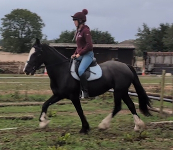 "Brechtje " Black Mare All Rounder