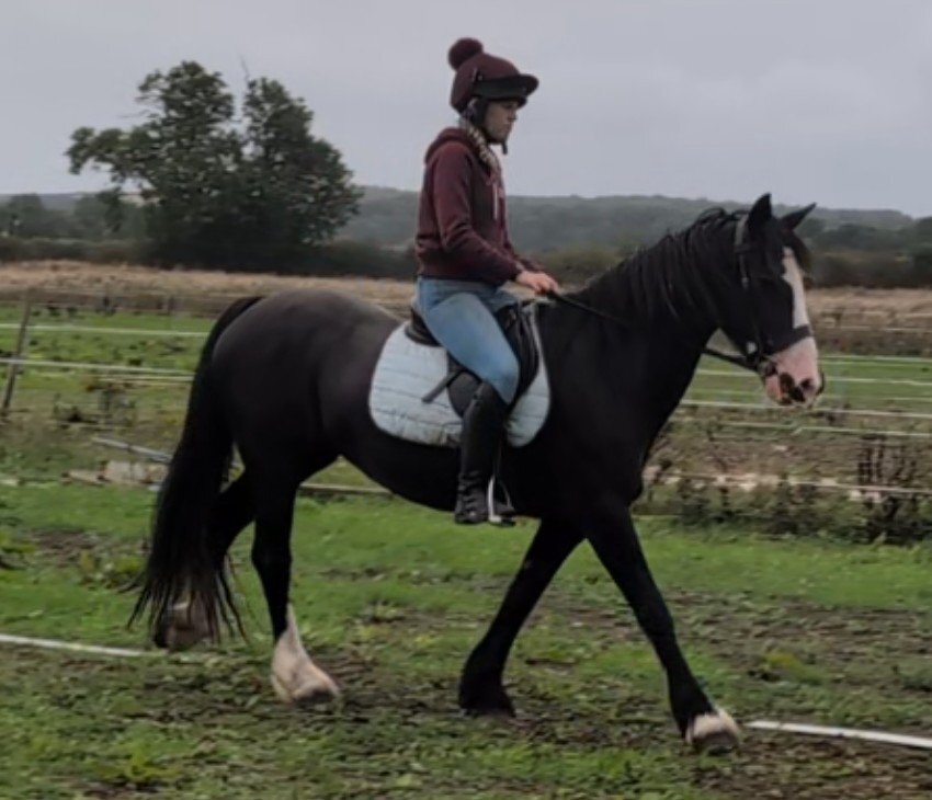 "Brechtje " Black Mare All Rounder