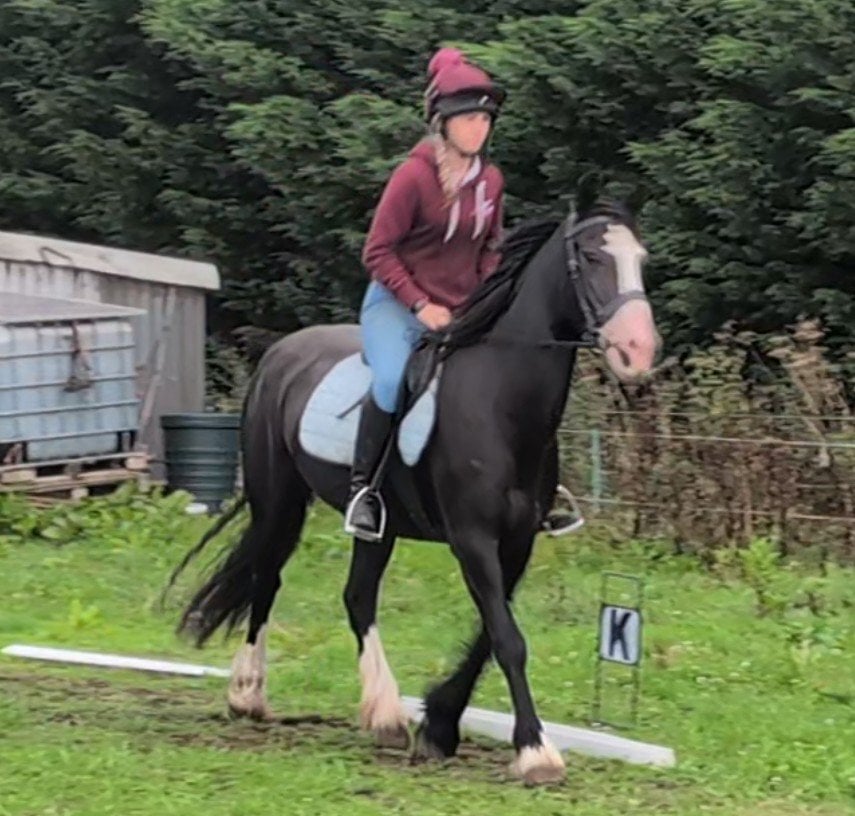 Market Weighton "Brechtje " Black Mare All Rounder