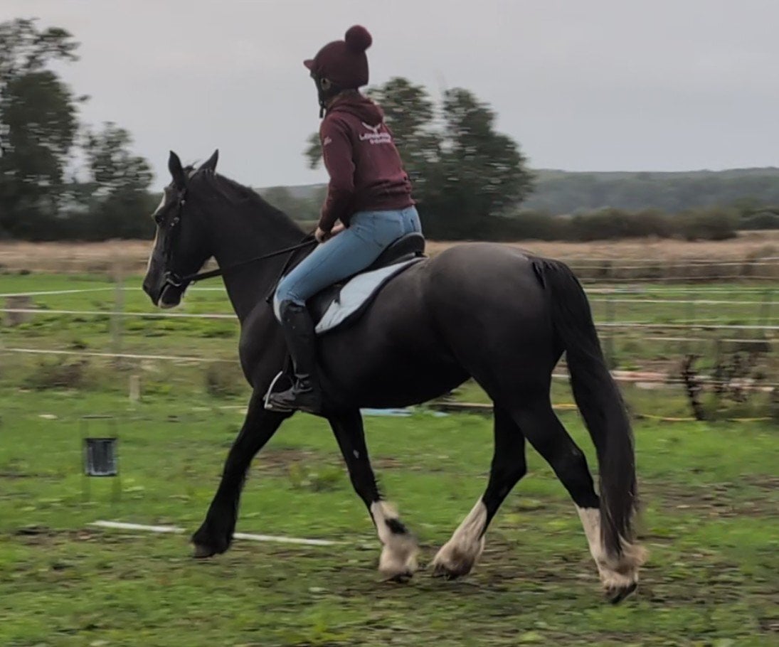 "Brechtje " Black Mare All Rounder - Horses in Market Weighton
