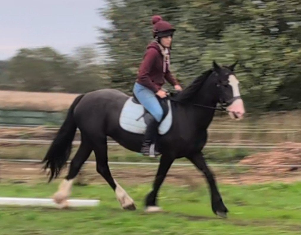 "Brechtje " Black Mare All Rounder - Horses