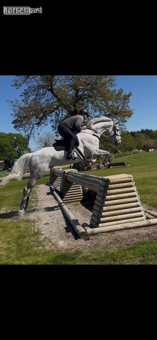 "Arthur " Grey Gelding All Rounder