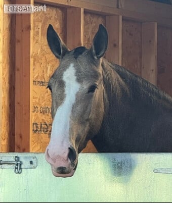 "Lola" Buckskin Mare Cob/Heavy Horse