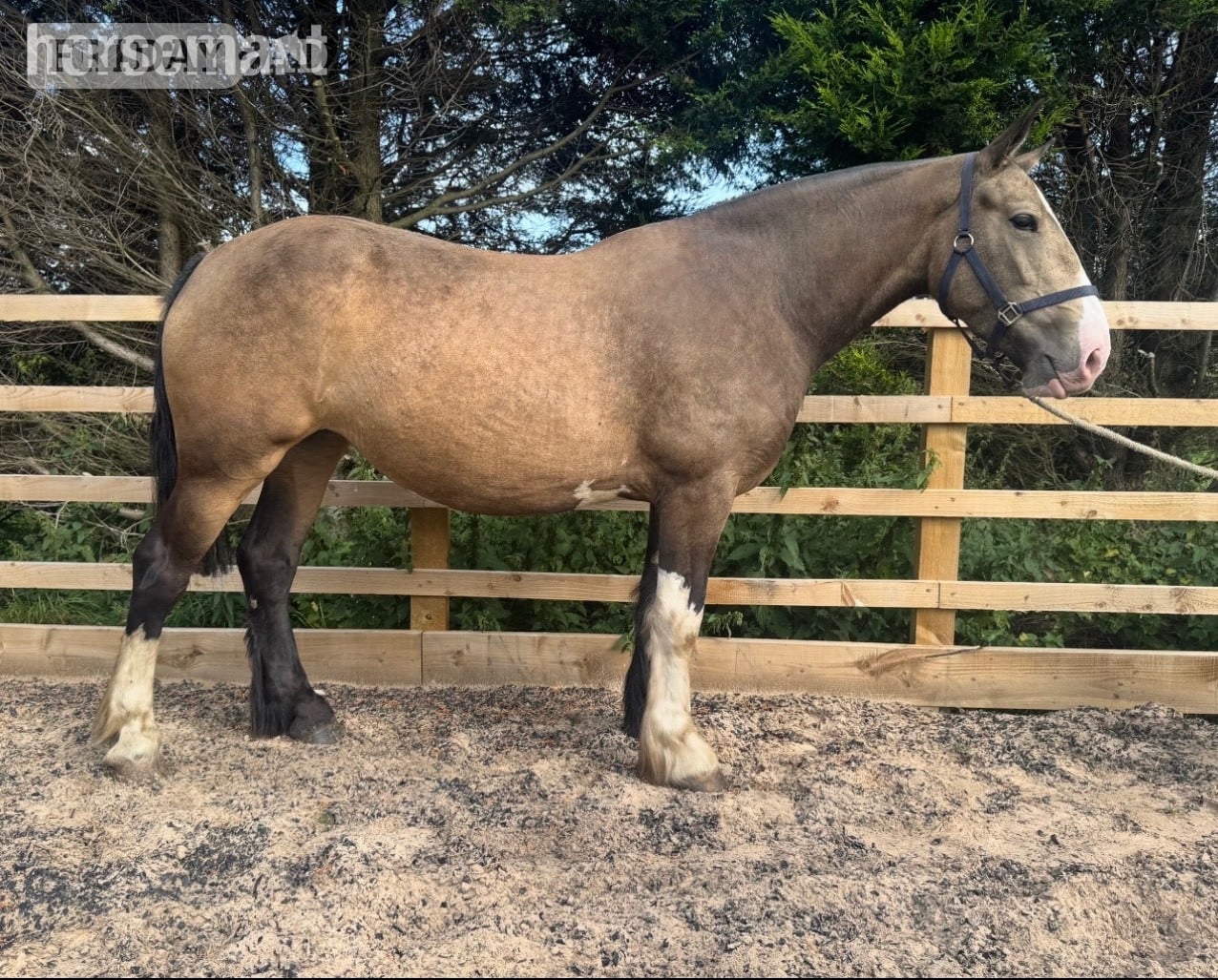 "Lola" Buckskin Mare Cob/Heavy Horse in Darwen