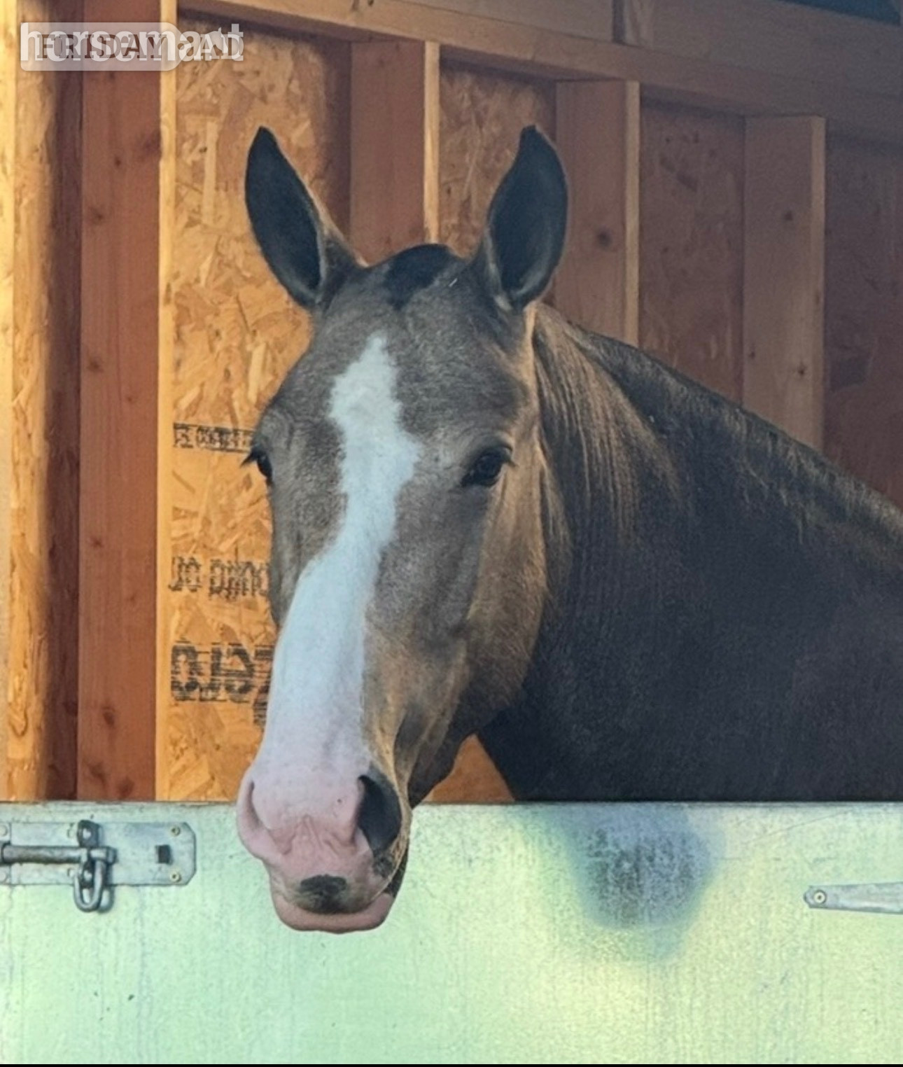 "Lola" Buckskin Mare Cob/Heavy Horse