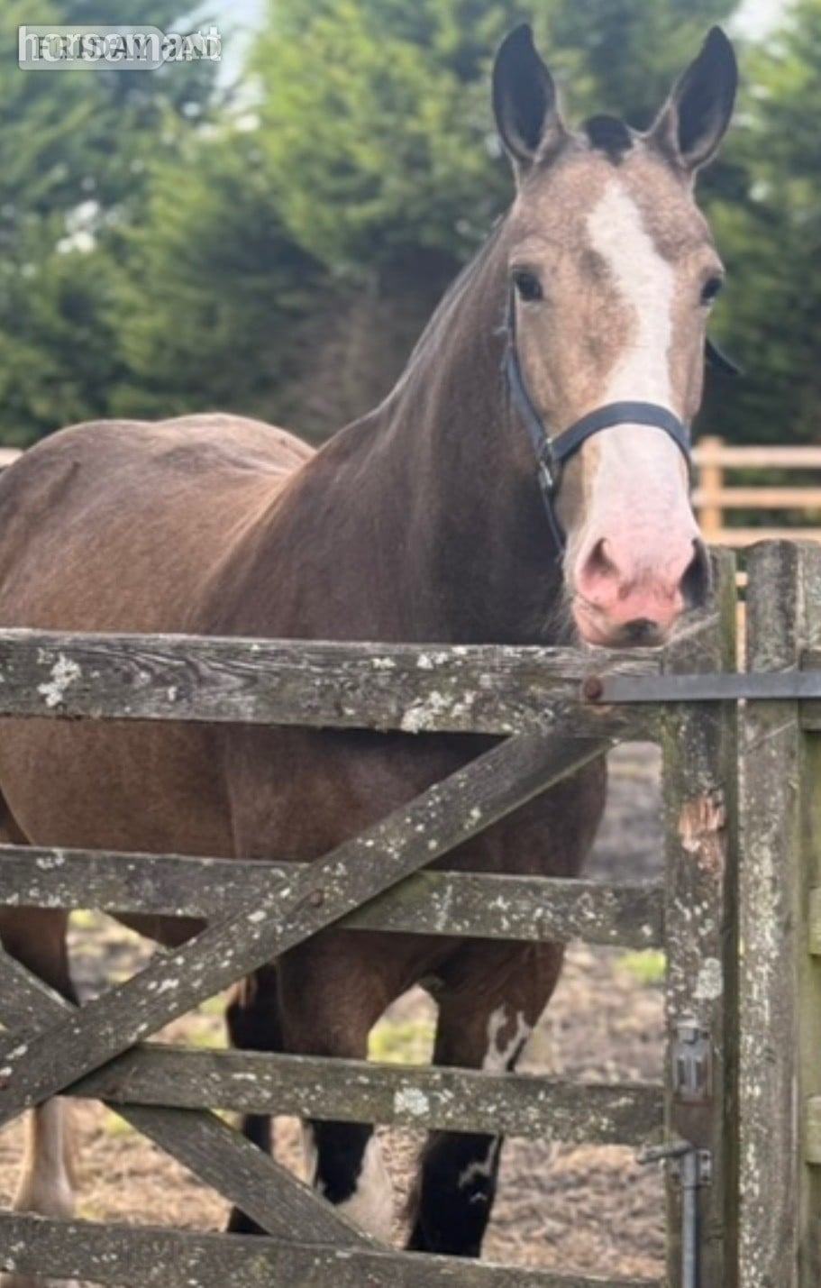 Darwen "Lola" Buckskin Mare Cob/Heavy Horse