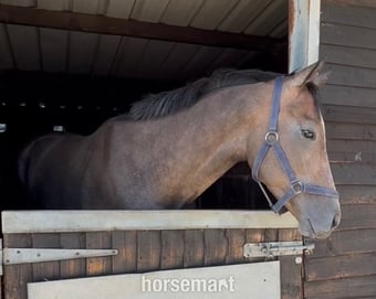 "Phoenix " Rose Grey Gelding Ex Racehorse