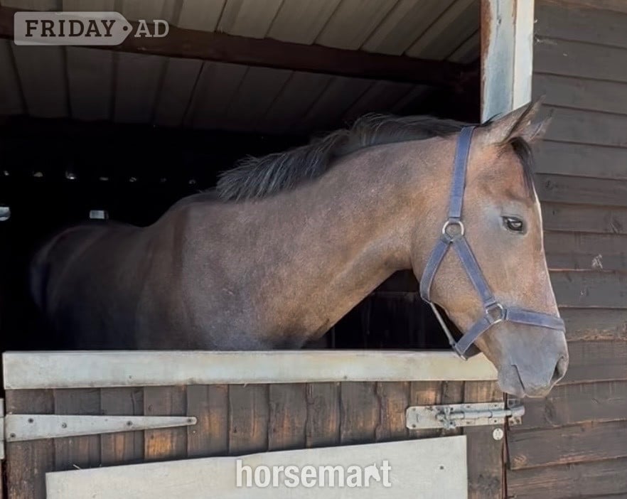 "Phoenix " Rose Grey Gelding Ex Racehorse in Newbury