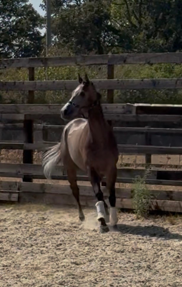 "Phoenix " Rose Grey Gelding Ex Racehorse